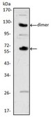 Anti-CSF1 Antibody, clone 2D10 ascites fluid, clone 2D10, from mouse