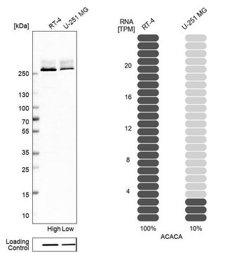 Anti-ACACA antibody produced in rabbit Prestige Antibodies® Powered by Atlas Antibodies, affinity isolated antibody