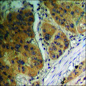 Anti-phospho-GSK3 α/β (pTyr279/216) antibody produced in rabbit affinity isolated antibody