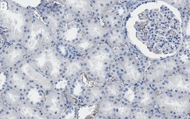 Anti-STK3 Antibody, clone 1H12 ZooMAb® Rabbit Monoclonal recombinant, expressed in HEK 293 cells