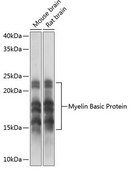 Anti-Myelin Basic Protein antibody produced in rabbit
