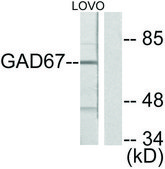 Anti-GAD1 antibody produced in rabbit affinity isolated antibody