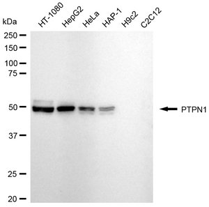 Anti PTP1B Antibody, clone 24GB1430, Rabbit Monoclonal clone 24GB1430, recombinant rabbit monoclonal, expressed in HEK293 cells