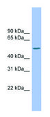 Anti-CSF1 antibody produced in rabbit affinity isolated antibody