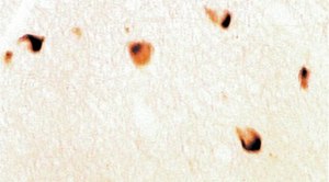 Anti-Synuclein α Antibody Chemicon®, from sheep