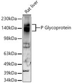 Anti-P Glycoprotein Antibody, clone 2U4E9, Rabbit Monoclonal