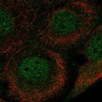 Anti-VDR antibody produced in rabbit Prestige Antibodies® Powered by Atlas Antibodies, affinity isolated antibody, buffered aqueous glycerol solution