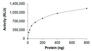 KRAS (Mature Form), Active PRECISIO® Kinase, recombinant