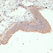 Anti-BDNF antibody produced in rabbit