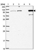 Anti-MTHFD1 antibody produced in rabbit Prestige Antibodies® Powered by Atlas Antibodies, affinity isolated antibody, buffered aqueous glycerol solution