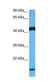 Anti-TGFB2 antibody produced in rabbit affinity isolated antibody