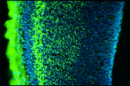 Monoclonal Anti-Chondroitin Sulfate antibody produced in mouse clone CS-56, ascites fluid