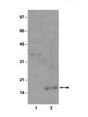 Anti-monomethyl-Histone H3 (Lys9) Antibody Upstate®, from rabbit