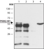 抗-PKM2 （亚型 M1） 兔抗 ~1.5 mg/mL, affinity isolated antibody