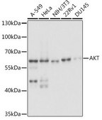 Anti-Akt1 antibody produced in rabbit