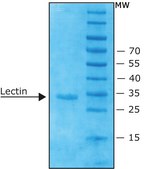 Lectin from Phaseolus vulgaris (red kidney bean) Erythroagglutinin PHA-E