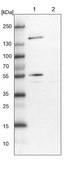 Anti-EEA1 antibody produced in rabbit Prestige Antibodies® Powered by Atlas Antibodies, affinity isolated antibody, buffered aqueous glycerol solution