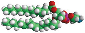 16:0-18:2 PE 1-palmitoyl-2-linoleoyl-sn-glycero-3-phosphoethanolamine, chloroform