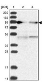 Anti-RAPGEF4 antibody produced in rabbit Prestige Antibodies® Powered by Atlas Antibodies, affinity isolated antibody, buffered aqueous glycerol solution