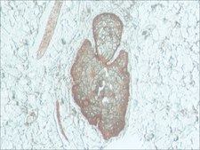 Anti-Podoplanin antibody produced in rabbit ~1 mg/mL, affinity isolated antibody, buffered aqueous solution