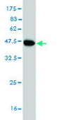 Monoclonal Anti-SRPK1 antibody produced in mouse clone 6G9, purified immunoglobulin, buffered aqueous solution