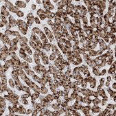 Anti-AGXT antibody produced in rabbit Prestige Antibodies® Powered by Atlas Antibodies, affinity isolated antibody, buffered aqueous glycerol solution