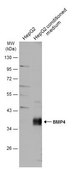 Anti-BMP4 antibody produced in rabbit affinity isolated antibody, buffered aqueous solution