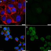 Anti-p-LATS1 (Thr1079) Antibody, clone 2D2 ZooMAb® Rabbit Monoclonal recombinant, expressed in HEK 293 cells