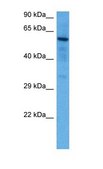 Anti-SOX9 antibody produced in rabbit IgG fraction of antiserum