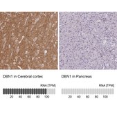 Anti-DBN1 antibody produced in rabbit Prestige Antibodies® Powered by Atlas Antibodies, affinity isolated antibody, buffered aqueous glycerol solution