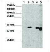 Anti-ESRRB antibody produced in rabbit affinity isolated antibody