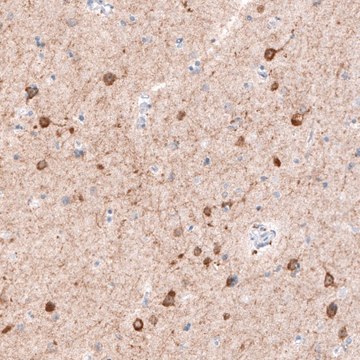 Monoclonal Anti-CDKL5 antibody produced in mouse Prestige Antibodies® Powered by Atlas Antibodies, clone CL4888, purified immunoglobulin, buffered aqueous glycerol solution