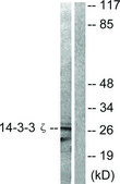 Anti-14-3-3 ζ antibody produced in rabbit affinity isolated antibody