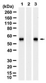 Anti-pSmad1 Ser463/465 Antibody, clone 1N12 ZooMAb® Rabbit Monoclonal recombinant, expressed in HEK 293 cells