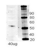 Anti-NRF1 (ab1) antibody produced in rabbit affinity isolated antibody