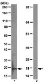 Anti-Caspase-8 (active form p18 subunit) Antibody, clone 2B12.1 clone 2B12.1, from mouse