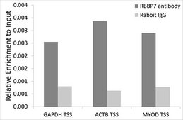 Anti-RBBP7 antibody produced in rabbit
