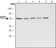Anti-NOX1 antibody produced in rabbit ~1.5 mg/mL, affinity isolated antibody