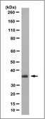 Anti-Troponin T (Cardiac Muscle) Antibody, clone 9C2.1 clone 9C2.1, from mouse