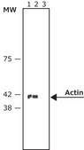 Anti-Mouse IgG (Fab specific)–Peroxidase antibody produced in goat affinity isolated antibody, buffered aqueous solution