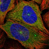 Anti-KIF5B antibody produced in rabbit Prestige Antibodies® Powered by Atlas Antibodies, affinity isolated antibody