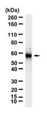 Anti-HNRNPK Antibody, clone 2C9 ZooMAb® Rabbit Monoclonal recombinant, expressed in HEK 293 cells