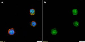 Anti-Lysozyme C Antibody, clone 1K16 ZooMAb® Rabbit Monoclonal recombinant, expressed in HEK 293 cells
