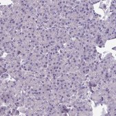 Anti-TMEM132A antibody produced in rabbit Prestige Antibodies® Powered by Atlas Antibodies, affinity isolated antibody, buffered aqueous glycerol solution