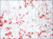 AEC Staining Kit liquid