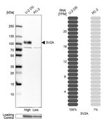 Anti-SV2A antibody produced in rabbit Prestige Antibodies® Powered by Atlas Antibodies, affinity isolated antibody, buffered aqueous glycerol solution