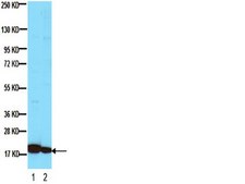 Anti-Histone Antibody, clone H11-4 clone H11-4, Chemicon®, from mouse