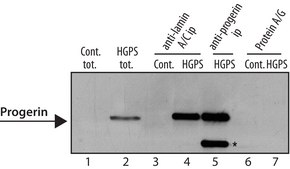 Anti-Progerin antibody, Mouse monoclonal clone 13A4, purified from hybridoma cell culture