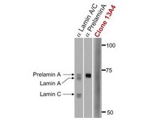早老蛋白抗体，克隆13A4 clone 13A4, Upstate®, from mouse