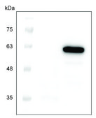 二代不含细胞的蛋白质表达试剂盒（小麦胚芽） An Eukaryotic Cell Free Protein Expression system (CFPE/CFPS) with High Yield and Excellent Scalability, 50 reactions